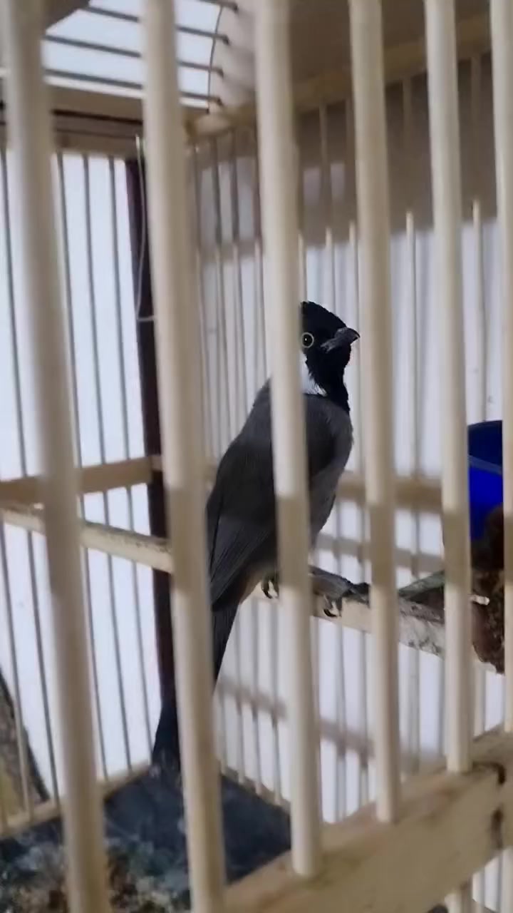 السلام عليكم من رخصه مدير الكروب متاح نثيه اليفه سابقأ بيضت عندي نثيه دائما تبيض عندي السعر ب٧٠ قفل المكان بغداد مدينه الصدر ***********
