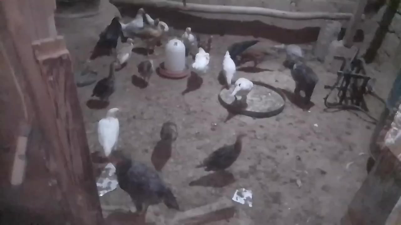 سلام عليكم متاح فقاسه فولتوماتيك الشيل بيض 64 السعر 120 وهايل بالقاعه فراخه***********
