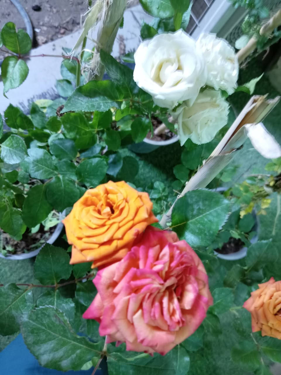 �✨أسعدتم مساء متابعيني الكرام
📣📣📣💥✨🌿الان وصول وجبه جديده من النباتات الظليه  الدائمة 

لمسة خضراء طبيعية تضيف فخامة وأناقة لأي ركن داخل المنزل أو المكتب. أوراق كبيرة بتدرجات خضراء رائعة تعطي إحساساً بالحيوية والانتعاش مع جودة صناعة عالية وثبات ممتاز.
الكميات محدوده 
للاستفسار مراسله الواتساب . ***********

يوجد لدينا خدمه توصيل ناحية الحمزة فقط🚐 

يوجد كادر تنضيف وزراعه

العنوان بابل الحمزه الغربي ع 

حي الحسين قرب عباس برهي للجمله 

 مقابيل مدرسة المكرمه 

زيارتكم تشرفنا

📍
