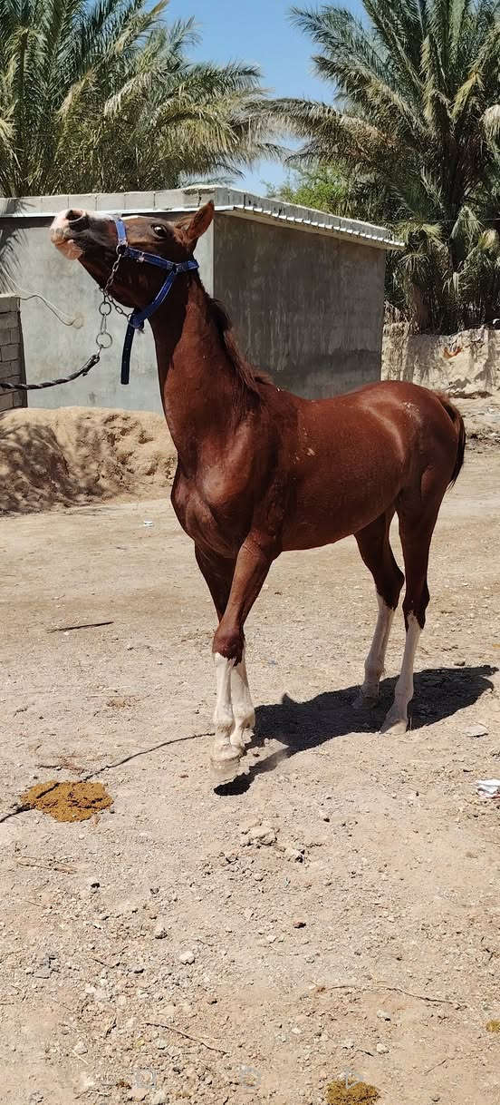 مهره اهوازيه بيه كتاب مكان ديالى مندلي ارتفاعه140
***********
***********رغم 36بي واتساب
