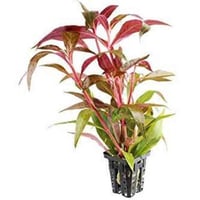 نباتات طبيعية • توصيل مجاني • طوز خورماتو