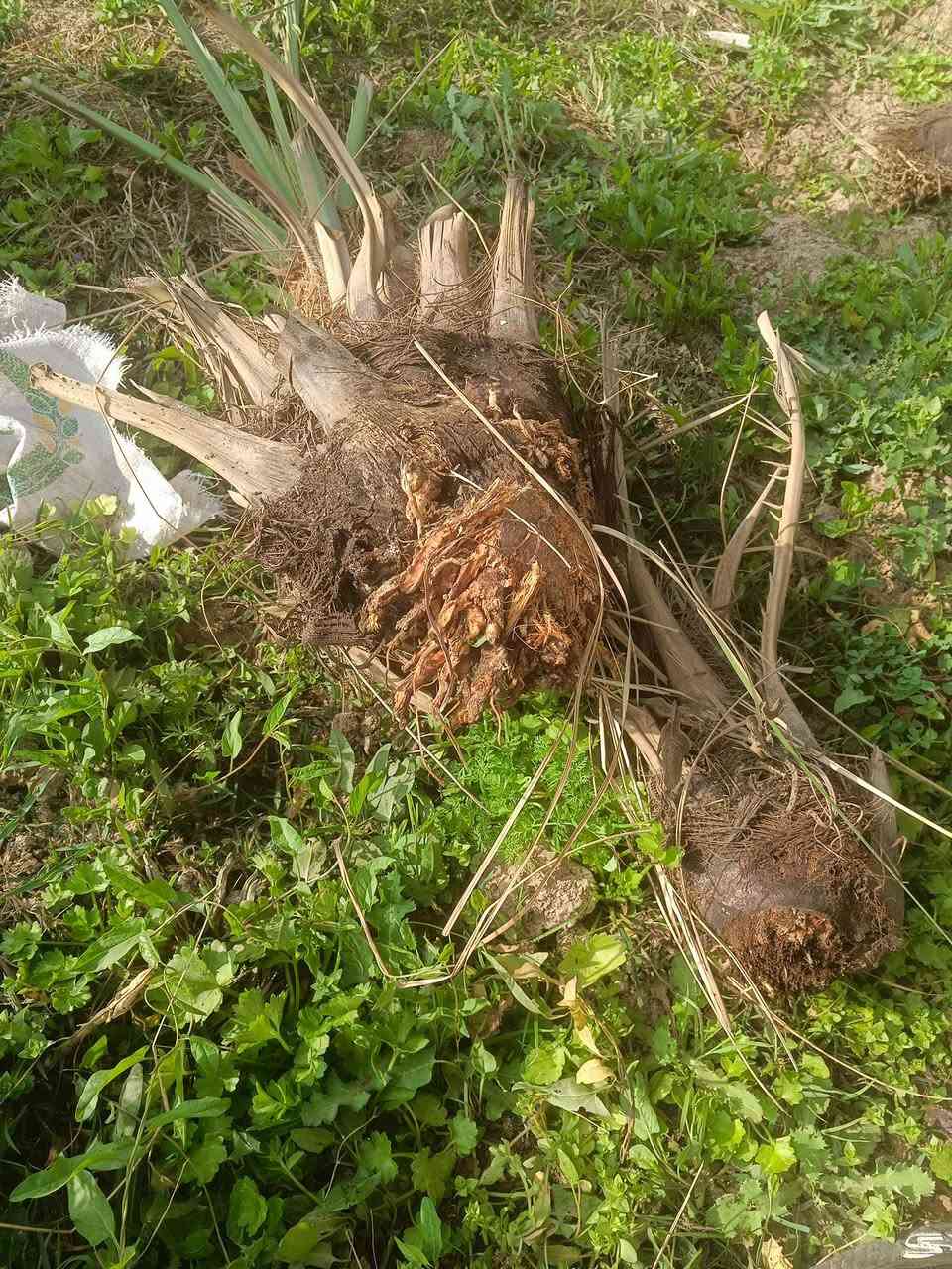 فسائل نخيل شويثي  درجه اولئ سعر الفسيله 7الالف مكان النصر قريه خفاجه ***********
