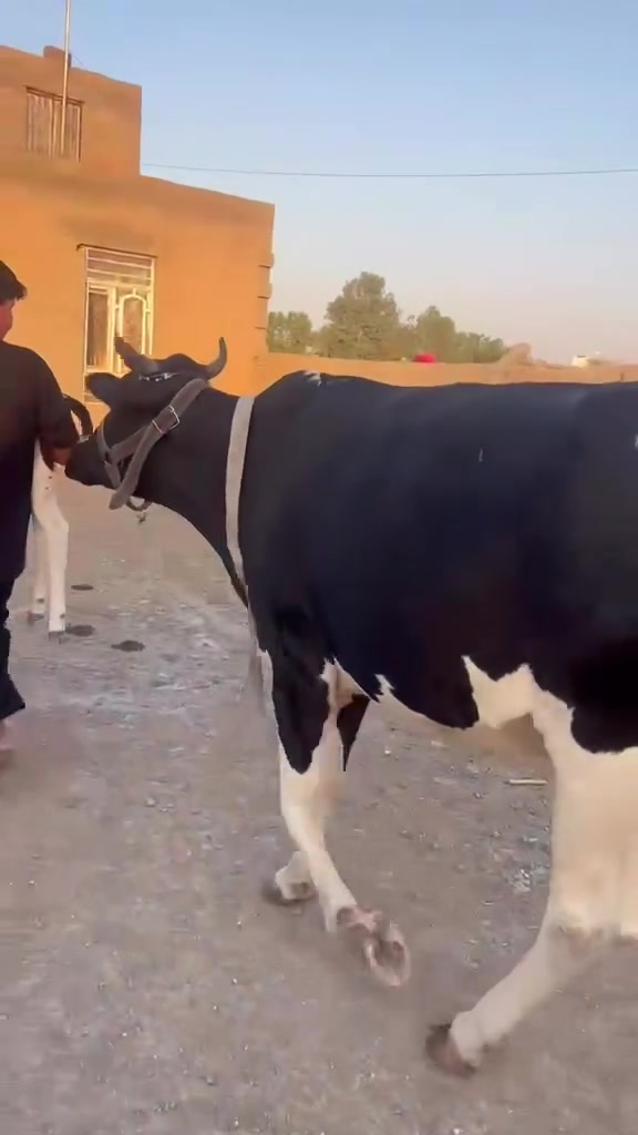 اسلام عليكم بجر هولشتاين اول بطن للبيع صار 3يام من جايبه  نثيه تلقيح  هايشه فول مواصفات مثل ما شوفون بل فيديو  هايشه مال جناي   مكاني ابلعماره السعر السعر.   3ملاين او 250  ***********.
