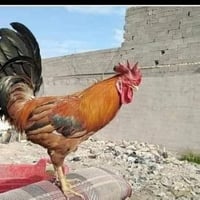 ديك • صوت حلو • أمين