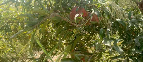 الف متر  للبيع طابو زراعي سند 25 تحويل مباشر بسم المشتري العنوان بغداد ناحية الراشديه الواجهه 20 للاستفسار الاتصال على الرقم *********** مكتب العبيدي للعقار
