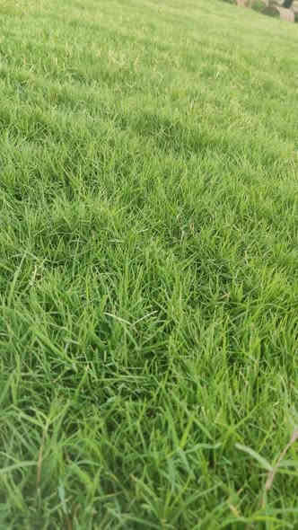 أهلاً بكم في مجموعه مزارع ديالى لثيل الهندي الطبيعي 🌿🌱

 نقدم لكم افضل انوع الثيل الطبيعي عالي الجوده يتحمل كافه الضروف البيئية.🌦️🌞

دائم الخضرة🌿🌳 وباسعار تنافسيه وعروض مميزة ☘️❤️

#مستعدون لتجهيز وفرش الحدائق🏡 ودوائر الدولة🏡والمنازل🏡🏡

و تجهيز الملاعب🏟️ والمنتزهات بانسب الاسعار مع ضمان الجودة العالية في العمل👷👷

مع خدمة التوصيل خلال24ساعه🚛🚛

الاسعار 💵💸 تختلف حسب الكمية 

للاستفسار الاتصال على : 

او التواصل مع الصفحه عن طريق ارسال رسالة على الوتساب او الاتصال📞‏‪***********
