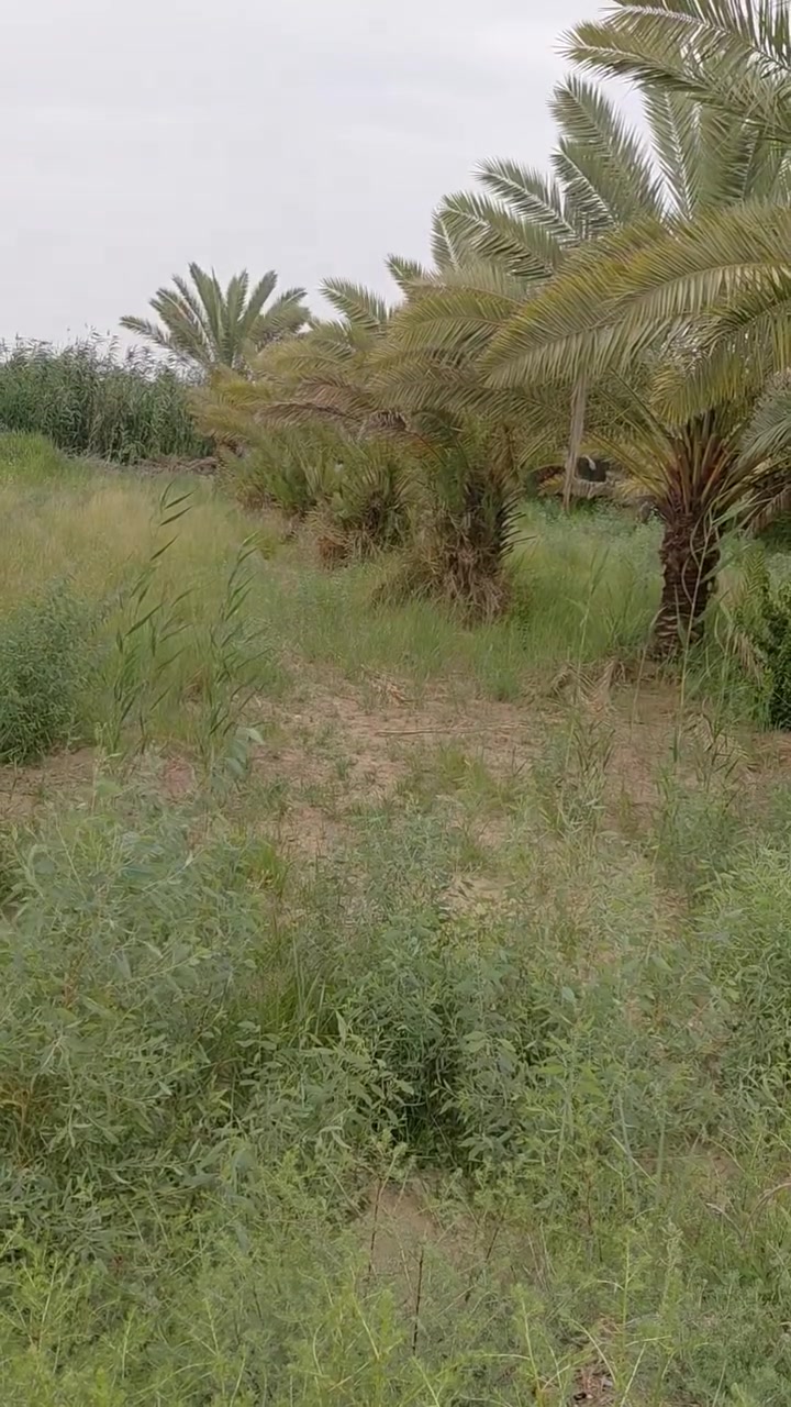 بستان خمس دوانم على الشط  300نخله محمله صوب بني ركاب قرب شركة بتروناس ***********
