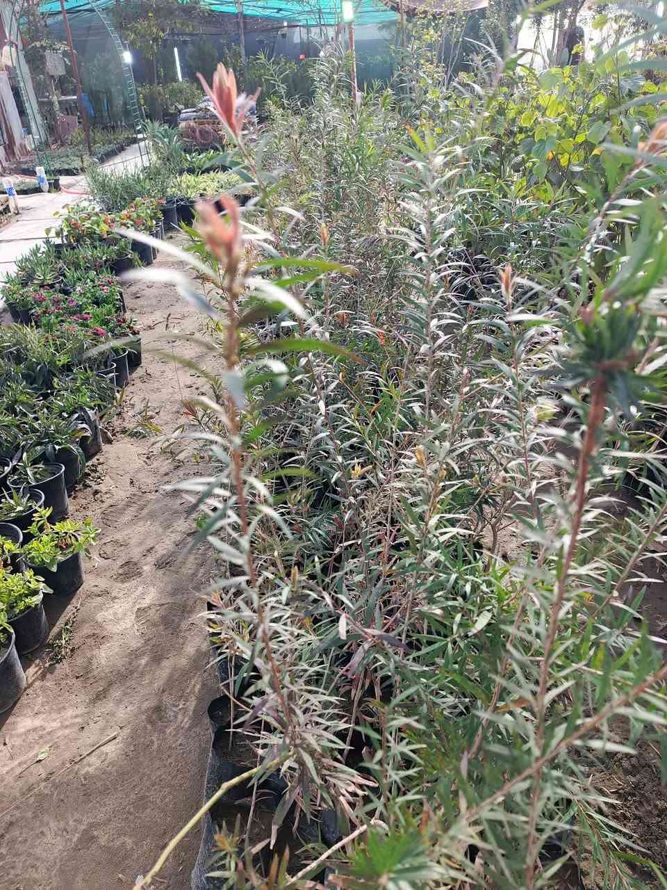 #ياعلي 
معشوقه الجميع فرشه البطل ذات اللون الاحمر رجعت توفرت بكميات كبيره وايضا متوفر توصيل لجميع مناطق المسيب والسده للحجز والاستفسار مراسله الصفحه او الاتصال على الرقم التالي:
***********☎️
