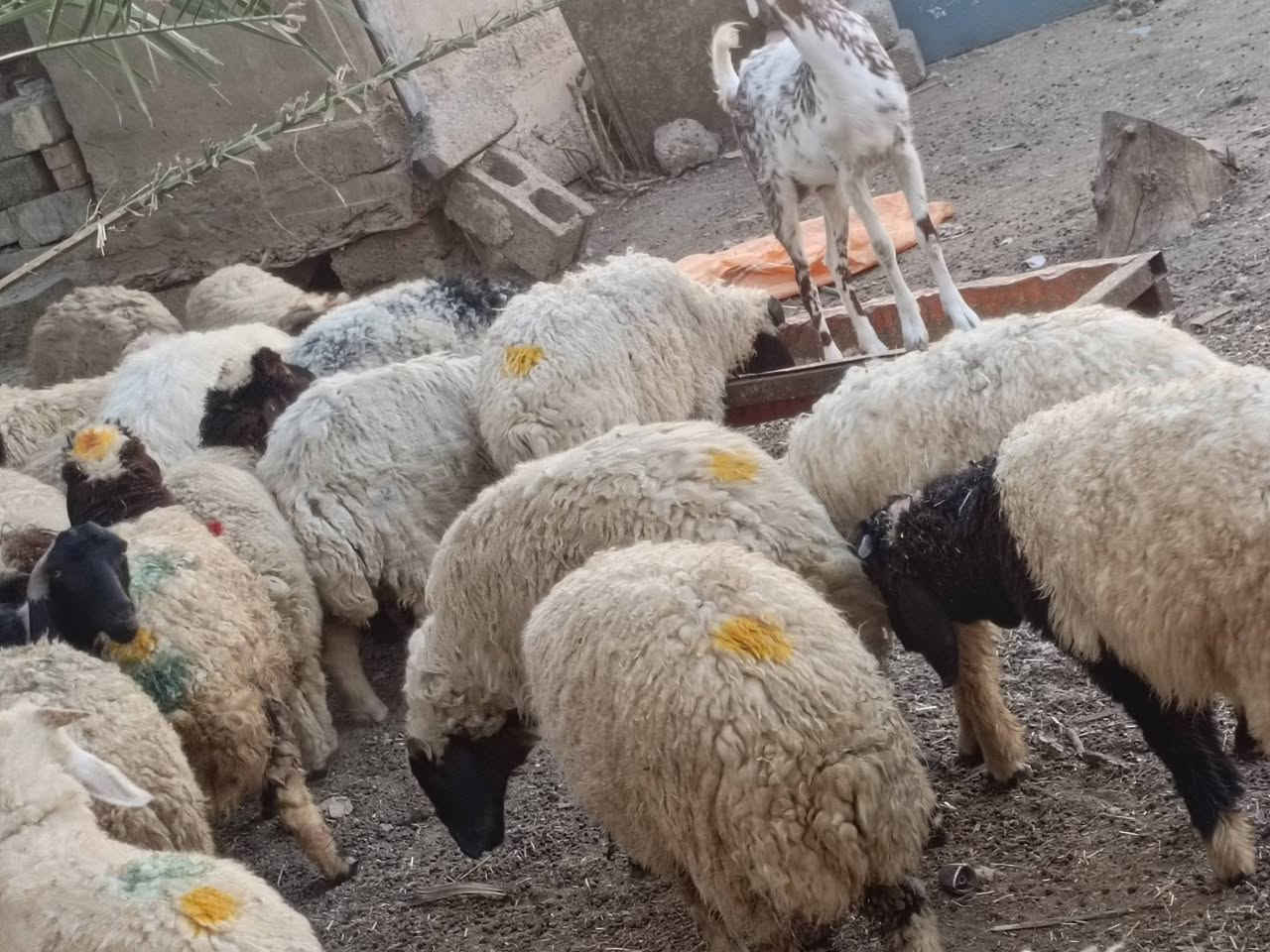 يوجد طليان وفطايم ناصحات شرط النصاحه يرهمن كصابه ويرهمن جنيه العدد 25  المكان بيجي حي العصري
الاستفسار ‏‪***********‬‏
يوجد طليان وفطايم ناصحات شرط النصاحه يرهمن كصابه ويرهمن جنيه العدد 25  المكان بيجي حي العصري
