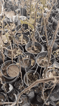 بسم الله الرحمن الرحيم  تتوفر شتلات من تين لونگ دي اوت المميز بأحجام م...