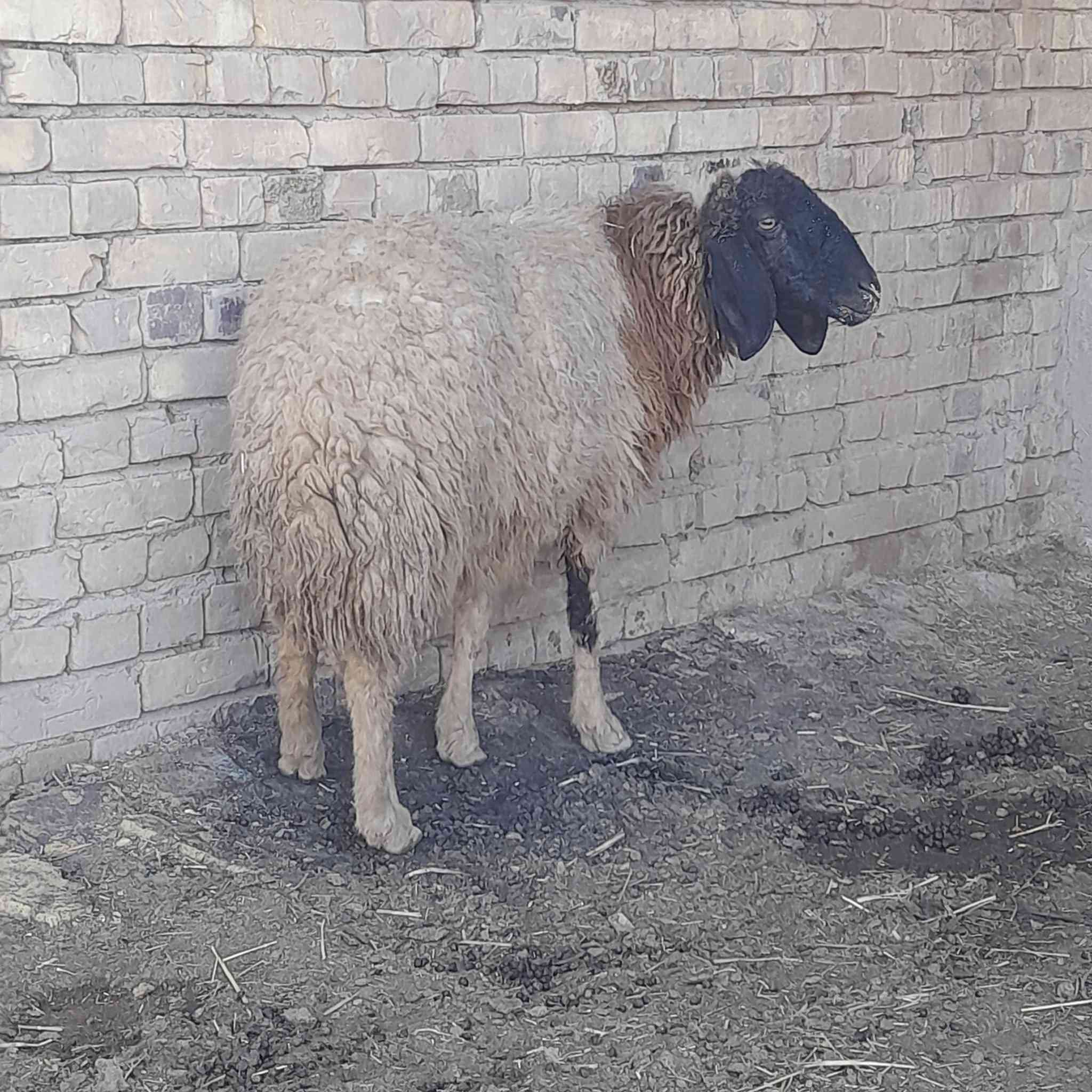 اللهم صلي على محمد وآل محمد غنم العدد 35 مضاريع كلهن غنم خشنه وصاحيات مكفولات المكان ميسان الاتصال ***********
