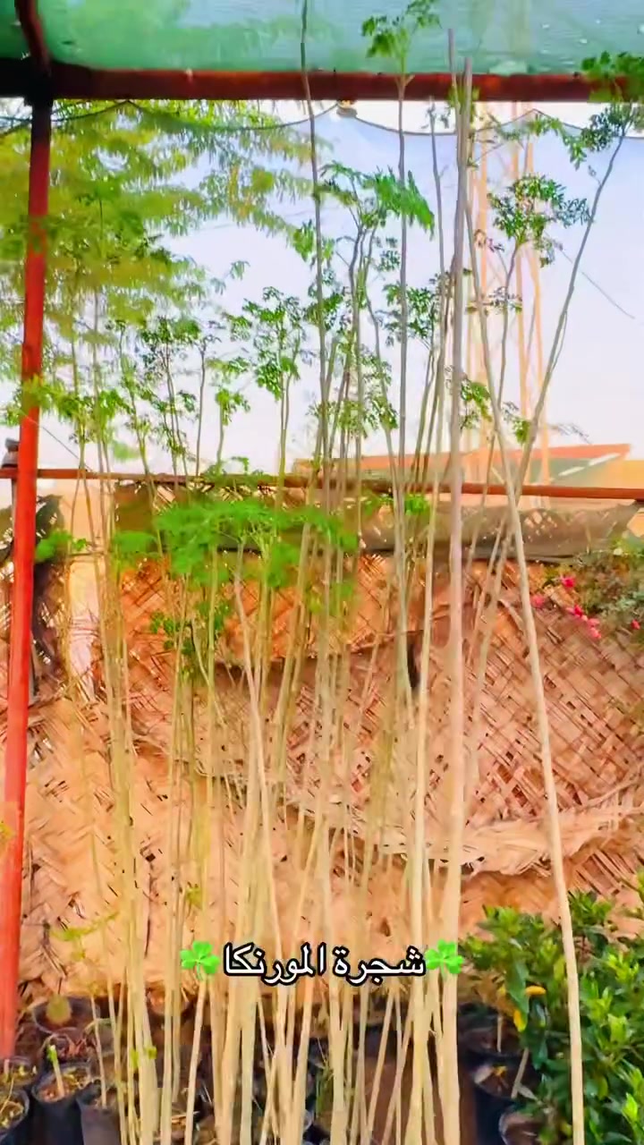 ☘️ شجرة المورنگا  (بالإنجليزية: Moringa oleifera) ويطلق عليها أيضًا اسم شجرة الفجل، وهي شجرة صغيرة نفضية موطنها الأصلي هو قارة آسيا، ولكنها موجودة كذلك في أماكن أخرى مثل؛ أفريقيا وأمريكا اللاتينية، ويستخدم كل جزء من هذه الشجرة في غرض معين.[١] فعلى سبيل المثال؛ تؤكل أوراقها طازجة خاصة صغيرة الحجم لكونها تحتوي على العديد من العناصر الغذائية مثل؛ الحديد، والبوتاسيوم، وفيتامين C، وكذلك الجذور يمكن أن تستخدم في صناعة البهارات؛ كونها تحتوي على نكهة مميزة أشبه بنكهة الفجل.[١] تتمتع شجرة المورينجا بالعديد من الخصائص منها؛ أنها شجرة شديدة التحمل للظروف المناخية القاسية مثل؛ الجفاف الشديد أو الصقيع، ولهذا فقد نجح الكثيرون في زراعتها في مختلف أنحاء العالم، كذلك غالبًا ما تستخدم أجزاؤها لأغراض تجارية أو غذائية.متوفرة الارتفاع من 2 متر الى 3متر سعر القطعة 7.000 دينار العنوان البصرة القرنة نهر الباشا  قرب السيطرة عامود رقم 4 متوفر خدمة توصيل داخل القرنة فقط☘️ #مشتل_الشجرة_الطيبة #الشيخ_حازم_الباوي #قصصواقعية #قصص #محاضرات_دينية #شجرة_المورنجا


**إذا كنت صاحب هذا الإعلان وتريد حذفه لأي سبب، رجاءا أرسل رسالة إلى الدعم الفني**