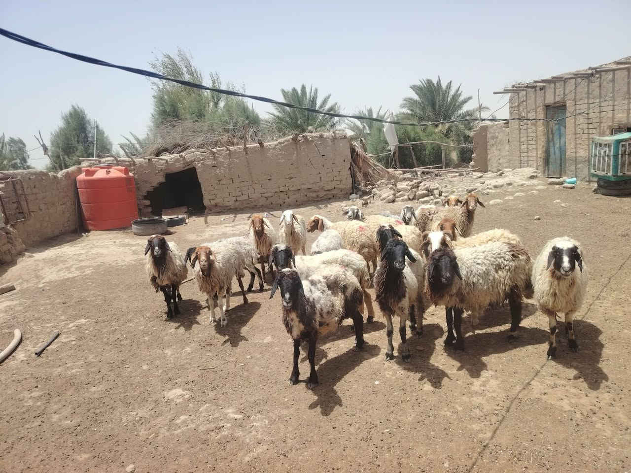نعجات مضاريع   العدد 21 مهات مراح واحد    شرط جنيان وشرط صحاهه  كل عيب مابيهن بيهن مجال   شراي ينتصل *********** مكاني الدوانيه الشافعيه
