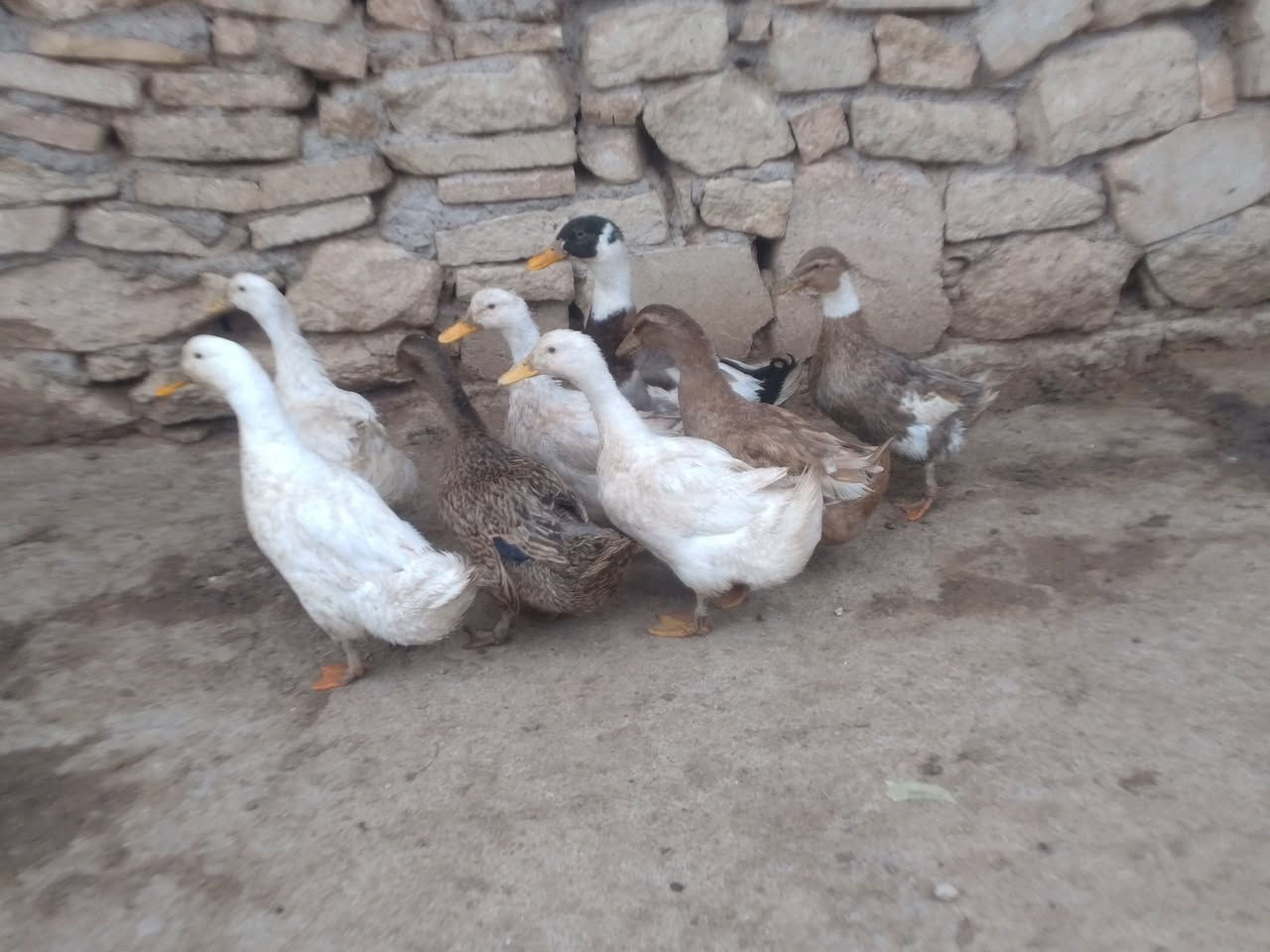 للبيع بط بياض عدد 8 خشن نصحات فول صحه مكان مكان موصل جانب ايمن شراي يتصل رقم ***********
***********
