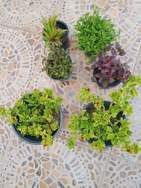 ٦ قطع • توصيل • كركوك