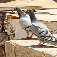 حمام • زواجل • حمام زواجل • بيتنجانيه • طيور للبيع • طيور حب • بلابل •...