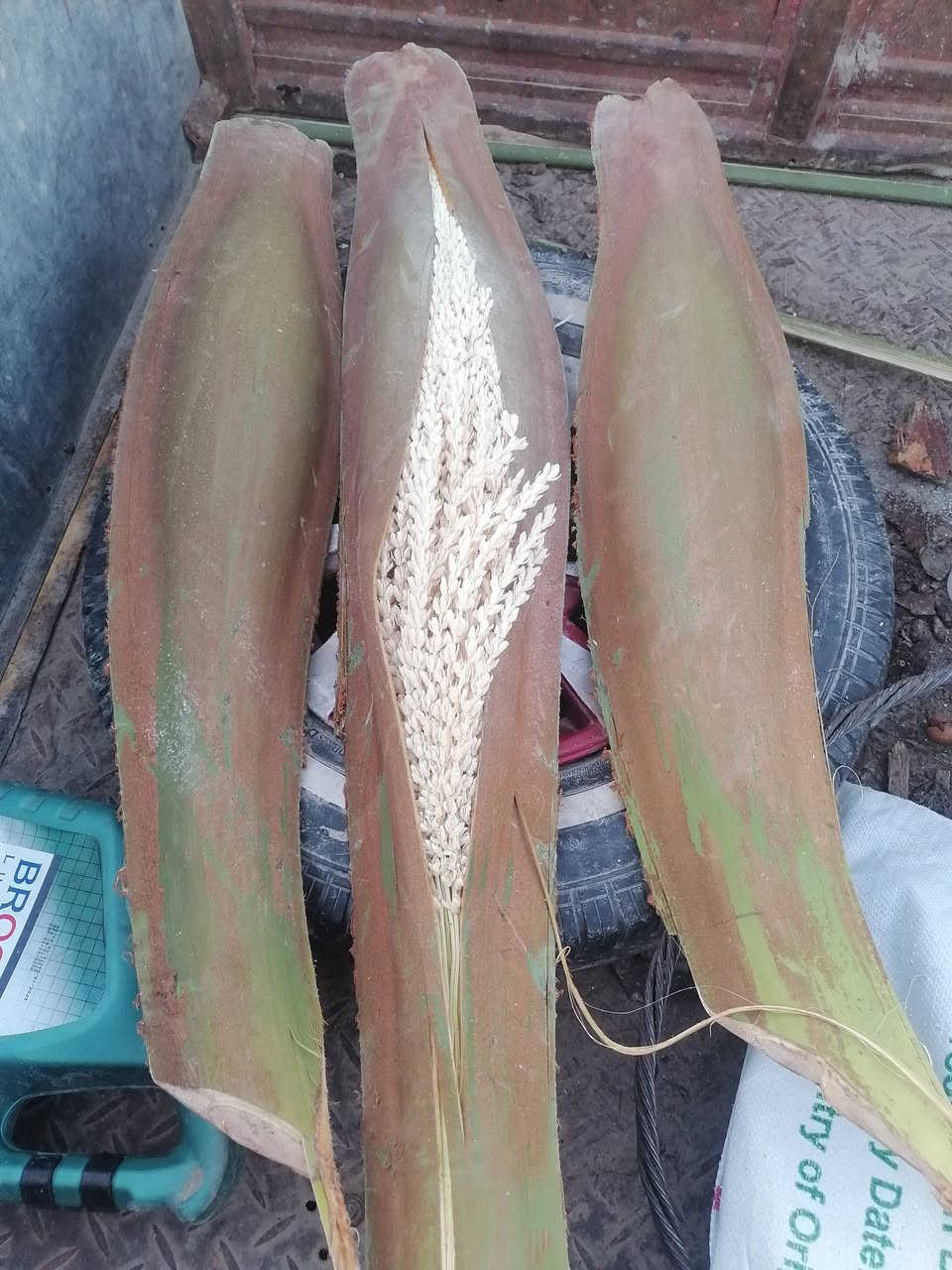 السلام عليكم لقاح الحجم الجبير للبيع هذا رقمي *********** شرط الواحد يعادل ٤ ستوني كصيتهن
