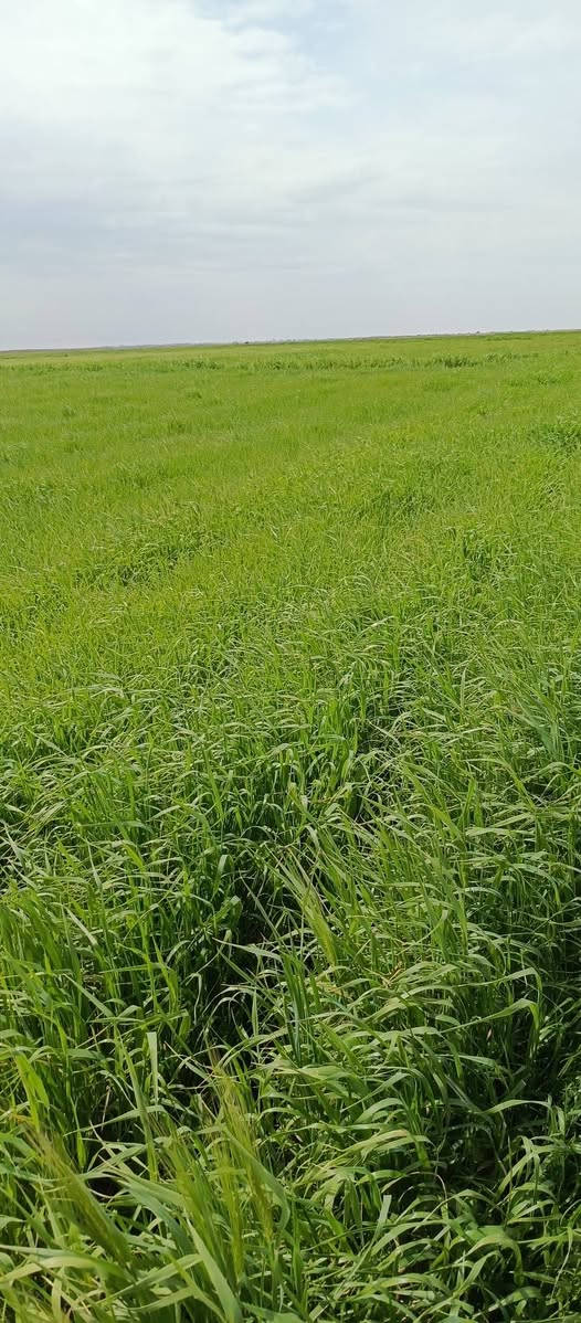 السلام عليكم عندي شروة للبيع 30 دونم للستفسار اتصال
***********
