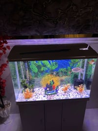 حوض اسماك • نضيف • ٣ غطاسات