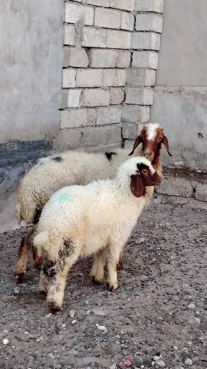 يوجد مطفل وراه طلي  مالت جنيه نعجه حلوه سنه درجه اوله شرط سن وشطر مكفوله عله كل عيب
المكان صلاح الدين بيجي 
                             الشراي يخابرني 
اسيا *********** زين ***********
