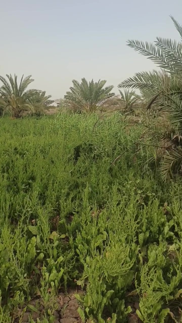 سلام عليكم بستان للبيع مساحه 2 دونم  كما واضح بل فديو 
مكانه سديناوية ورا جسر بمنطقة اصبحة مرتب وبي نخلل كله حمال للاستفسار اتصال على الارقام او مراسلة صفحه  
***********///***********
