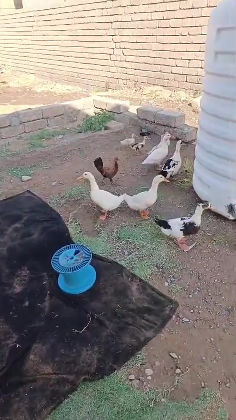 بط للبيع اكبار عدد 6 وصغار عدد 5 مع 4 فراريج دجاج للبيع شلع العنوان بيجي والاتصال على هذا الرقم وبي واتساب ***********
