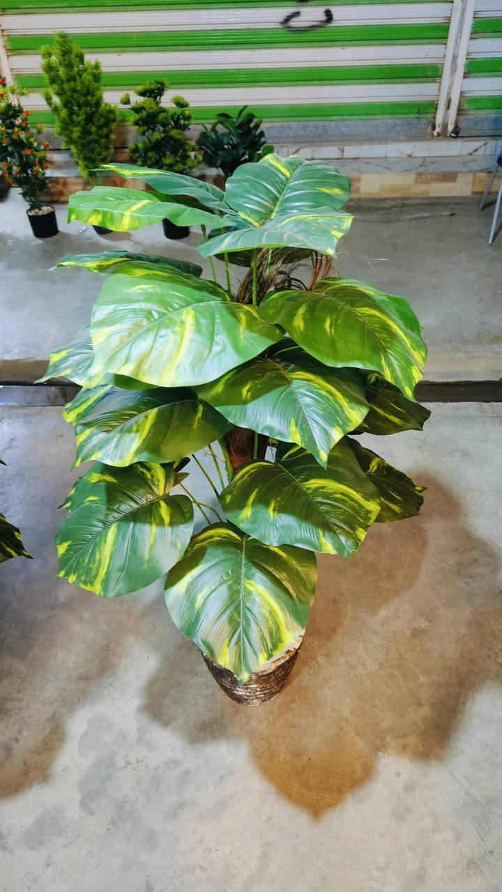 .اشكال وموديلات مختلفه من الأشجار الصناعيه🌳 ترضي جميع الأذواق🌴مقاسات مختله...
عنوان المحل #واسط قضاء #النعمانيه 
 الشيشان الجديد الشارع الرابع
  محل الغيث للتسويق  محل الغيث للتسويق المنزلي


**إذا كنت صاحب هذا الإعلان وتريد حذفه لأي سبب، رجاءا أرسل رسالة إلى الدعم الفني**