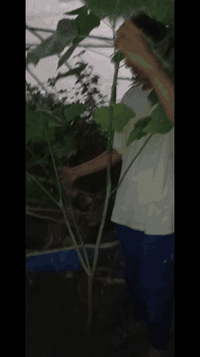 على بركة الله توفرت شتلات الثريا لاصحاب المشاتل والمزارع ارتفاع مترين ونص الى متر  محرك وجاهز للاستفسار ***********
