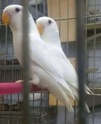 غندور • خط اول • تلعفر