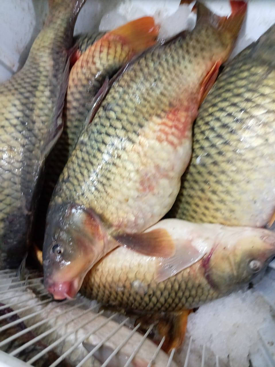 بسم الله الرحمن الرحيم يوجد لدينا سمج بحيره ثرثار لسعر كليو 4500 وسط ويوجد لدينا سمج بحيره ثرثار خشن لسعر 4000 دينار يوجد لدينا غريبه 4500 ويوجد لدينا تنظيف وتقطيع مجاني ويوجد لدينا خدمة توصيل العنوان حديثه سوق حقلانيه للستفسار الاتصال على الرقم الهاتف رجاءاً ***********
