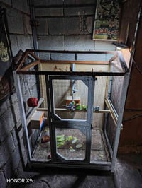 قفص طيور • ٣ زواج بلابل • بلد مقابل جملون الجبس