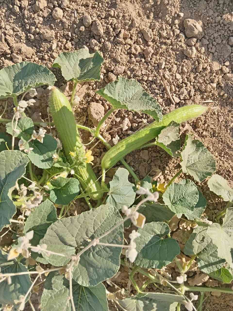 بسم الله 🍉 كانت لنا زياره هاذا اليوم إلى منطقة وادي الشوك مع اخونا أبو دريس
لتقديم الئرشادات الزراعية مع المهندس الزراعي  المهندس علي صادق التكريتي
🫑 مناحيت البذور و المنشطات والمبيدات🌽 
دبانه للزراعة الحديثة - العراق
شعبة زراعة تلول الباج
الشرقاط اجميلة تقاطع الطوب
أبو حارث *********** اسيا ***********
علي حمد***********
