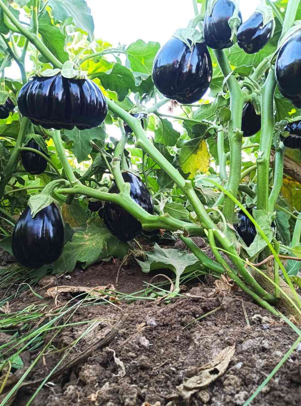 السلام عليكم اخوان توجد دايا مال بيتنجان البزر سوري اتعهد بالنوعيه مثل ما موضح بالصوره المكان بابل النيل جسر كيش اتصل على الارقام  ***********ا ***********
