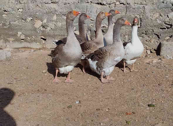 ً
السلام عليكم 
متاح قاز هنكاري احجام ضخمه عاليه للبيع 
مكاني الموصل قضاء الحمدانيه 
السعر خاص او اتصال ***********
