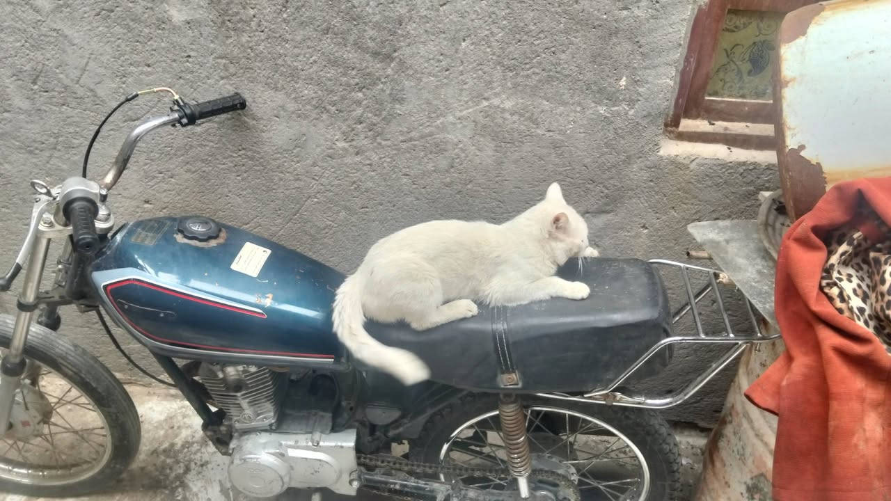 دراجه لبيع سعر 240


**إذا كنت صاحب هذا الإعلان وتريد حذفه لأي سبب، رجاءا أرسل رسالة إلى الدعم الفني**