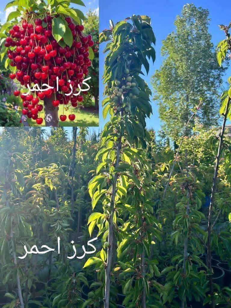 الزبائن الكرام :
يتوفر لدينا تشكيله واسعه ومميزه من كافة أصناف الأشجار 
الزينه ' والمثمره بعدة أحجام وجميعها بجوده عاليه من أفضل وأقوى الأصناف( البلديه ، والمستورده ) تركي إيطالي 

* ومن خدماتنا الكشف على المواقع في جميع انحاء المملكه وتقديم الاستشارات والاقتراحات للزراعه واعمال تنسيق الحدائق 
* خدمة التوصيل والزراعة متوفره مع توفير كل ما يلزم من اسمده ومبيدات حشريه وفطريه 

وخبراء ومختصون بالمجال 
للتواصل : 
0795859898


**إذا كنت صاحب هذا الإعلان وتريد حذفه لأي سبب، رجاءا أرسل رسالة إلى الدعم الفني**