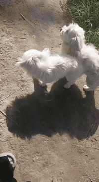 ل ل ب ي ع كلب كولدن وتيرير فحل ونثيه النثيه حامل وبزونه مكاني تاجي  استفسار خاص كلهن 150
***********
***********
