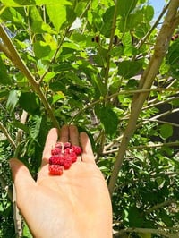 اللسياحي • طابو صرف • ٥٠+ نخيل