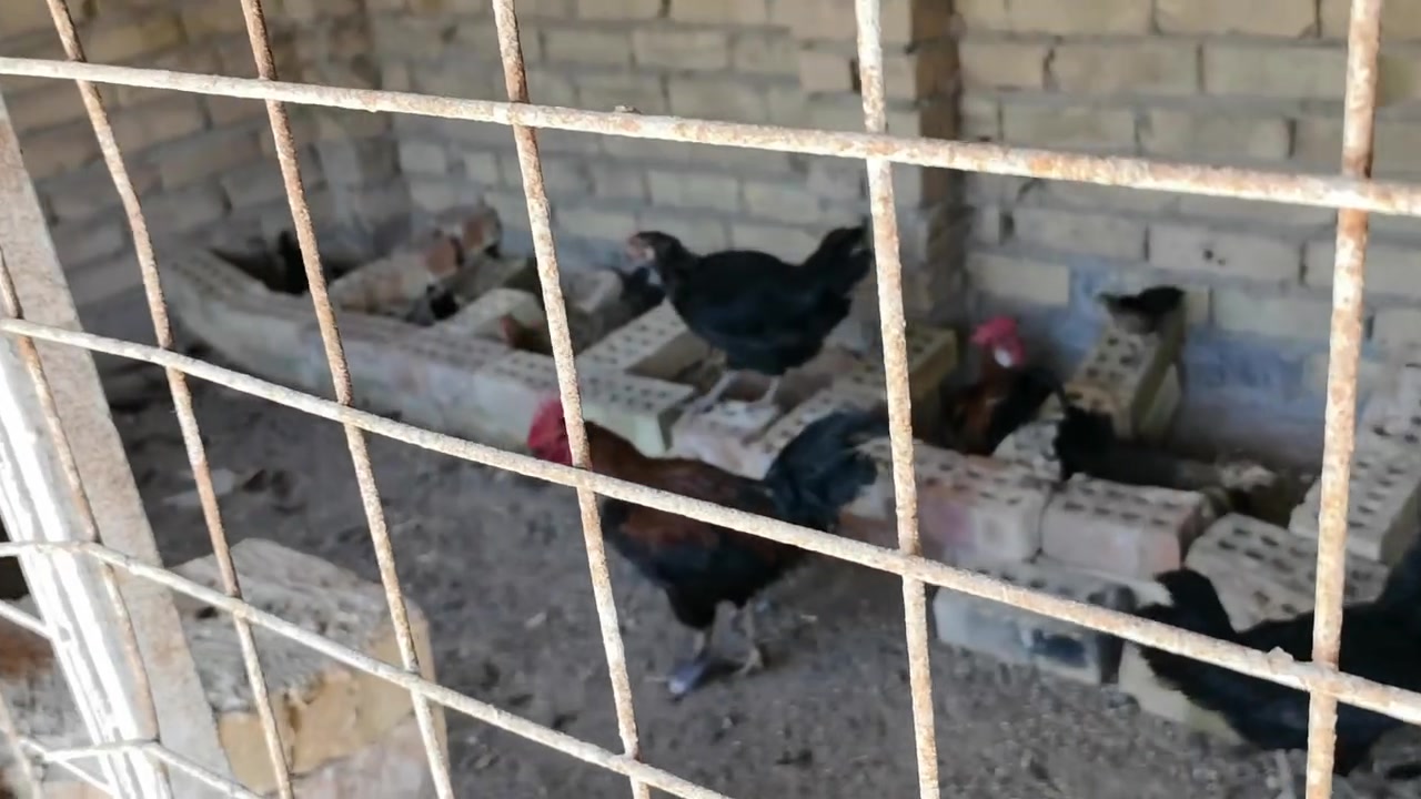 دجاجات للبيع العدد 6
وديوجه 2 وفراخ 5 بغداد النهروان 
اليريدهن يجي خاص


**إذا كنت صاحب هذا الإعلان وتريد حذفه لأي سبب، رجاءا أرسل رسالة إلى الدعم الفني**