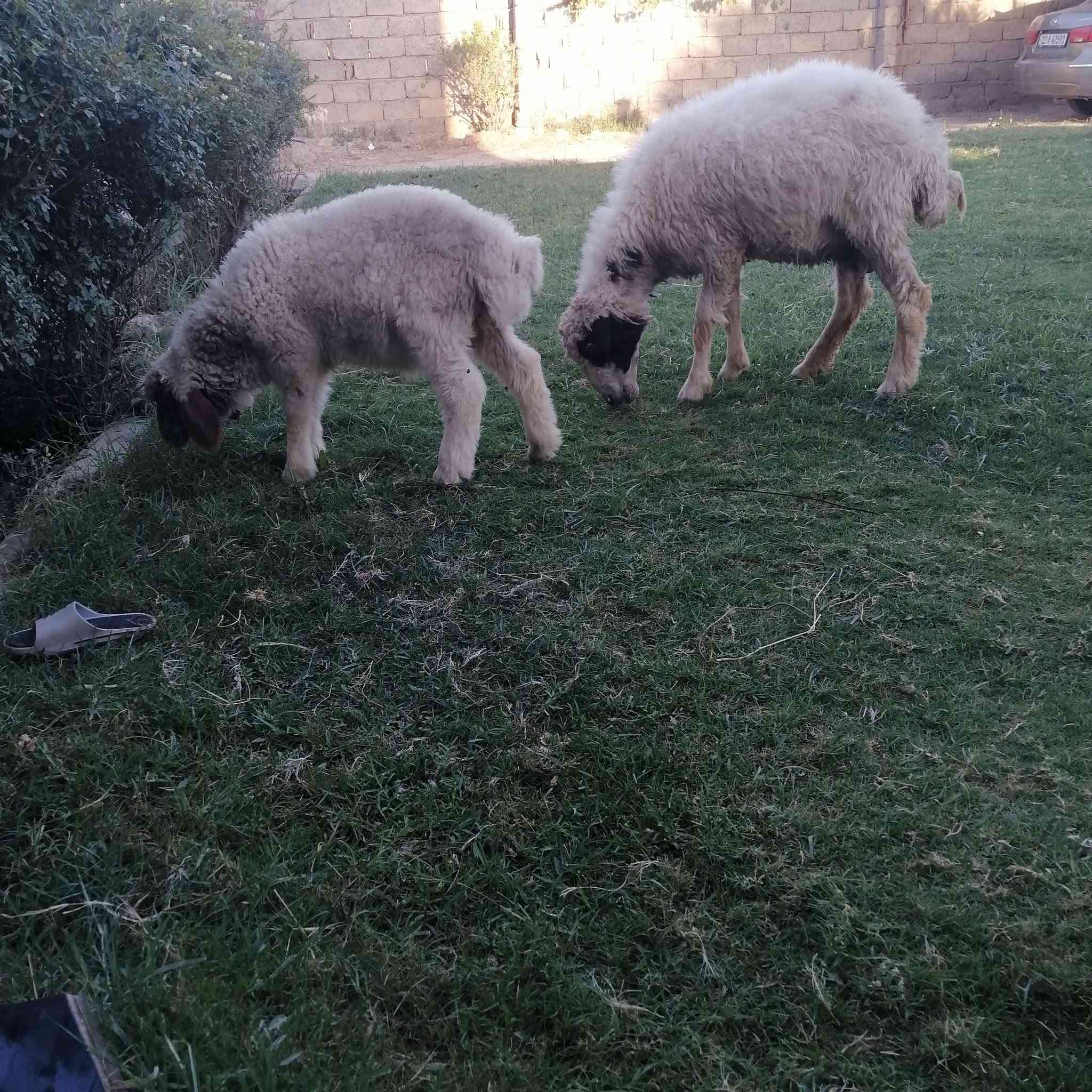 نعجه اول بطن وراه خروف سعر خابر ***********
