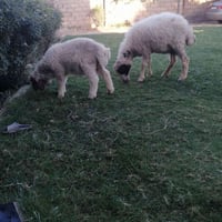 نعجة • أول بطن • خروف