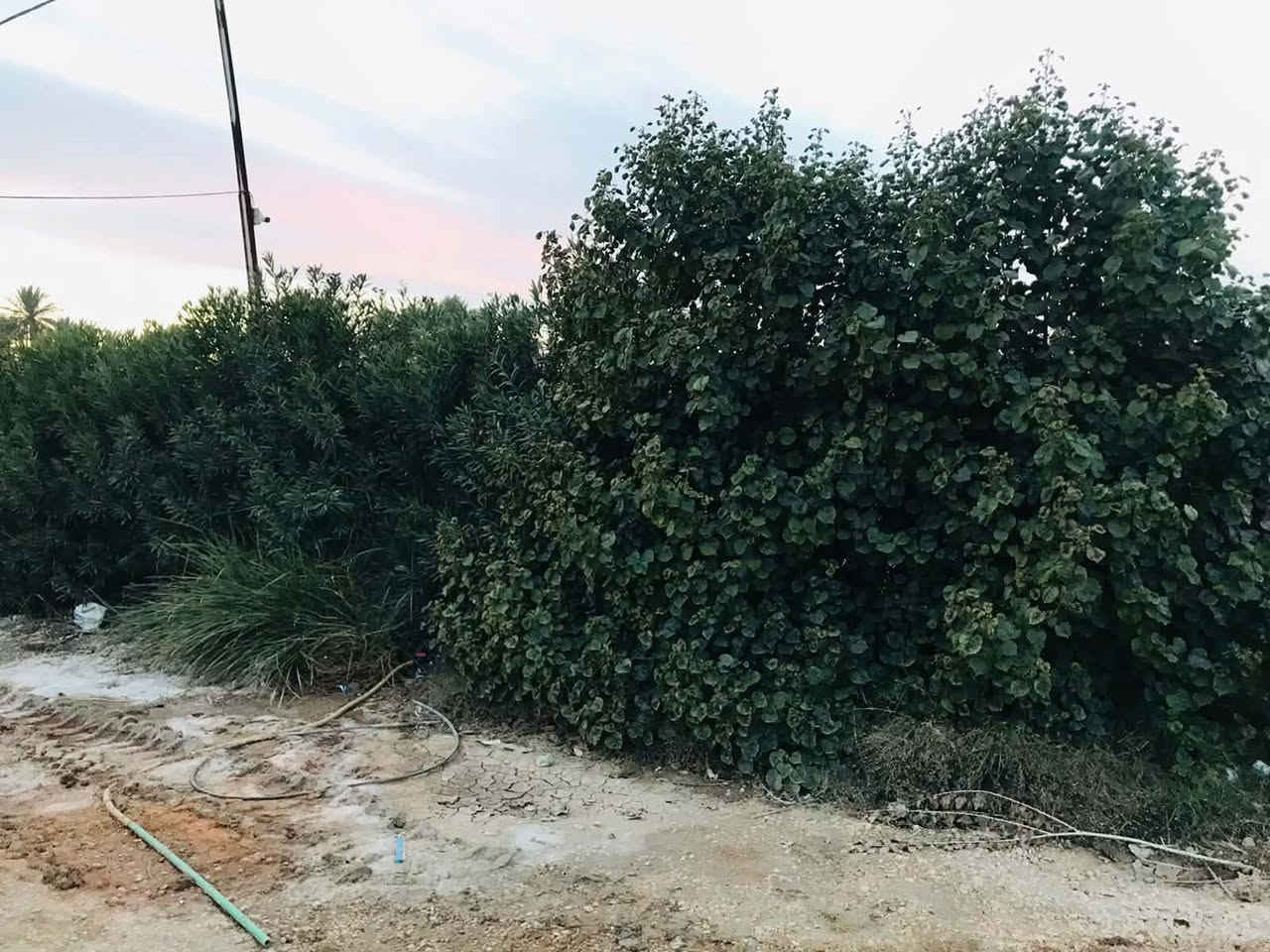 ارض زراعيه للبيع
المساحه ٦٠ دونم طابو زراعي سند٢٥
متوفر جميع الخدمات 
كهرباء وماي اساله وماء شط 
بيه ألف وميتين نخله بنواعه 
بيه ٧٠٠ نخله مكتوم وبرحي

أربع ألف شجره تين
سياج بي اراسي وشجر فكس وأكاسيا 
بيه بيت صغير مع ٢ كرفانات
مولده جديده ومجمع صحي
اسطبل مال خيل
المكان الدغاره سدر الدغاره علشط الريئسي
تنباع كله سوه سعر الدونم ٢٤ مليون
للاستفسار ***********
