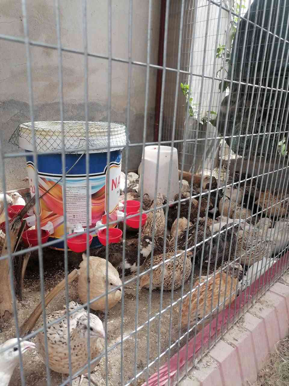 السلام عليكم
يوجد سمان (مريعي) ذكور فقط للذبح
او التلقيح..
سعر الزوج المفرد ٣٥٠٠
والكمية شلع سعر الزوج ٣٠٠٠
للحجز والاستفسار الاتصال
***********
المكان العلم قرب فلكة عبد الله الجبارة..
