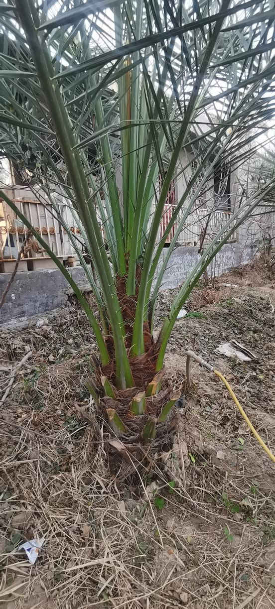 برحيات للبيع
6 نخلات
***********
