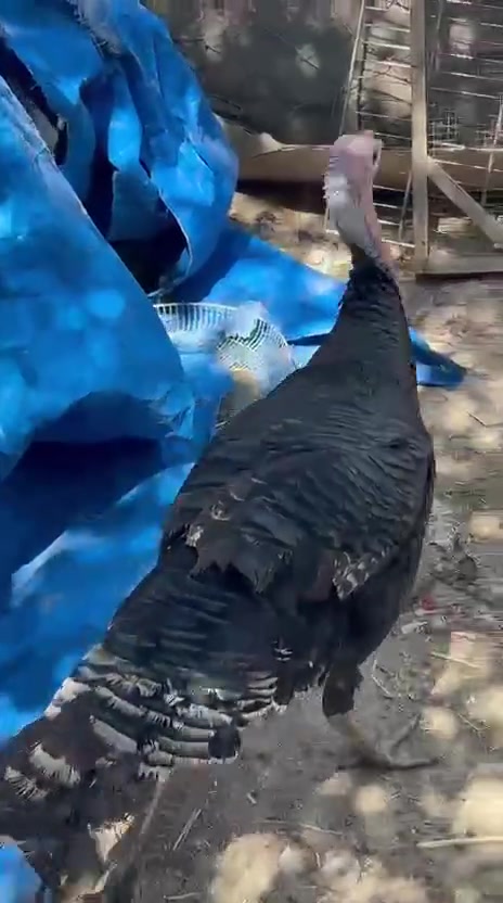 ديوجه للبيع الزوج ب٢٥ فسيفس للذبح ب٣٥ قفل بابل شارع ٨٠


**إذا كنت صاحب هذا الإعلان وتريد حذفه لأي سبب، رجاءا أرسل رسالة إلى الدعم الفني**