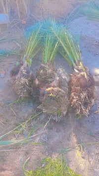 نخل برحي ٣ • نخل مجهول ٣ • نخل جبجاب ١