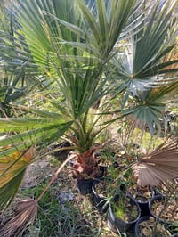 واشنطن الراشديه • مقابل حماد شهاب • ديكور وحديقة