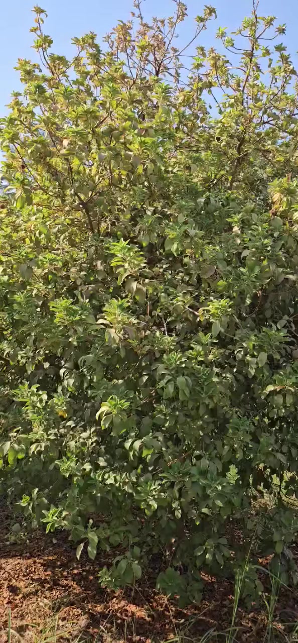 السلام عليكم 🌹🌹للبيع ربع دونم طابو زراعي سند (٢٥) تحويل مباشر باسم المشتري في بغداد الراشديه البوحيات قرب مدرسه الواحه الخضراء الابعاد (٢٥×٢٥)الخدمات قريبه للاستفسار الاتصال على الرقم الاتيه الليث الحياني (***********)(***********)
