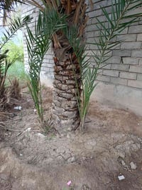 فسائل بريم للبيع سعر الواحد 30الف قفل07721312208