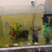 حوض سمك • ٣ سمكات • الرسالة الثالثة